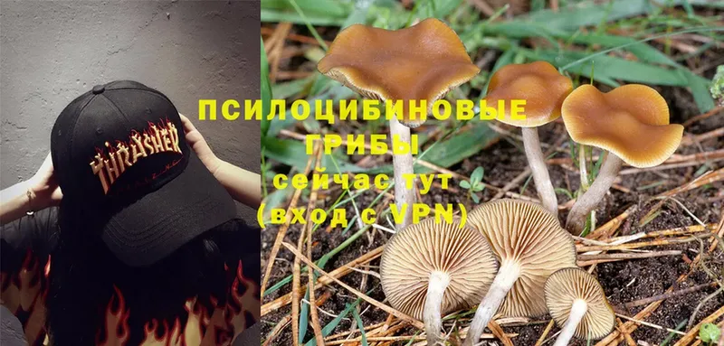 кракен зеркало  Никольск  Псилоцибиновые грибы Psilocybine cubensis  наркошоп 